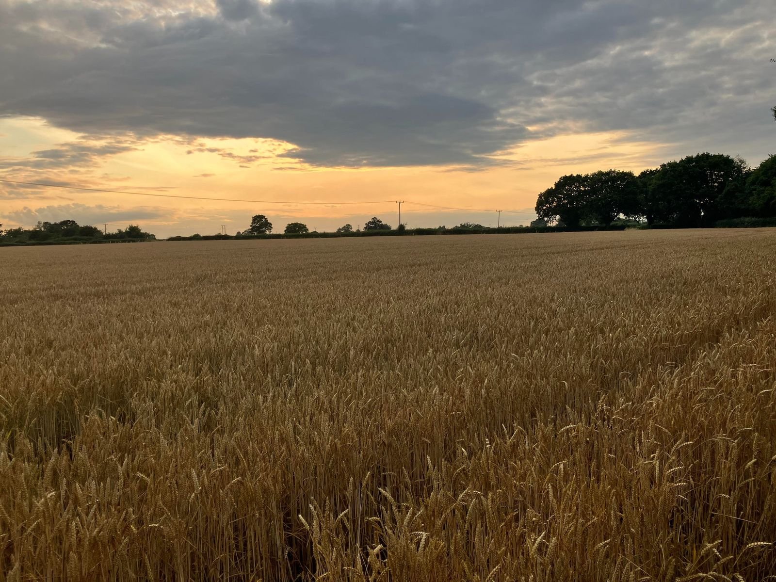 Norfolk field of corn