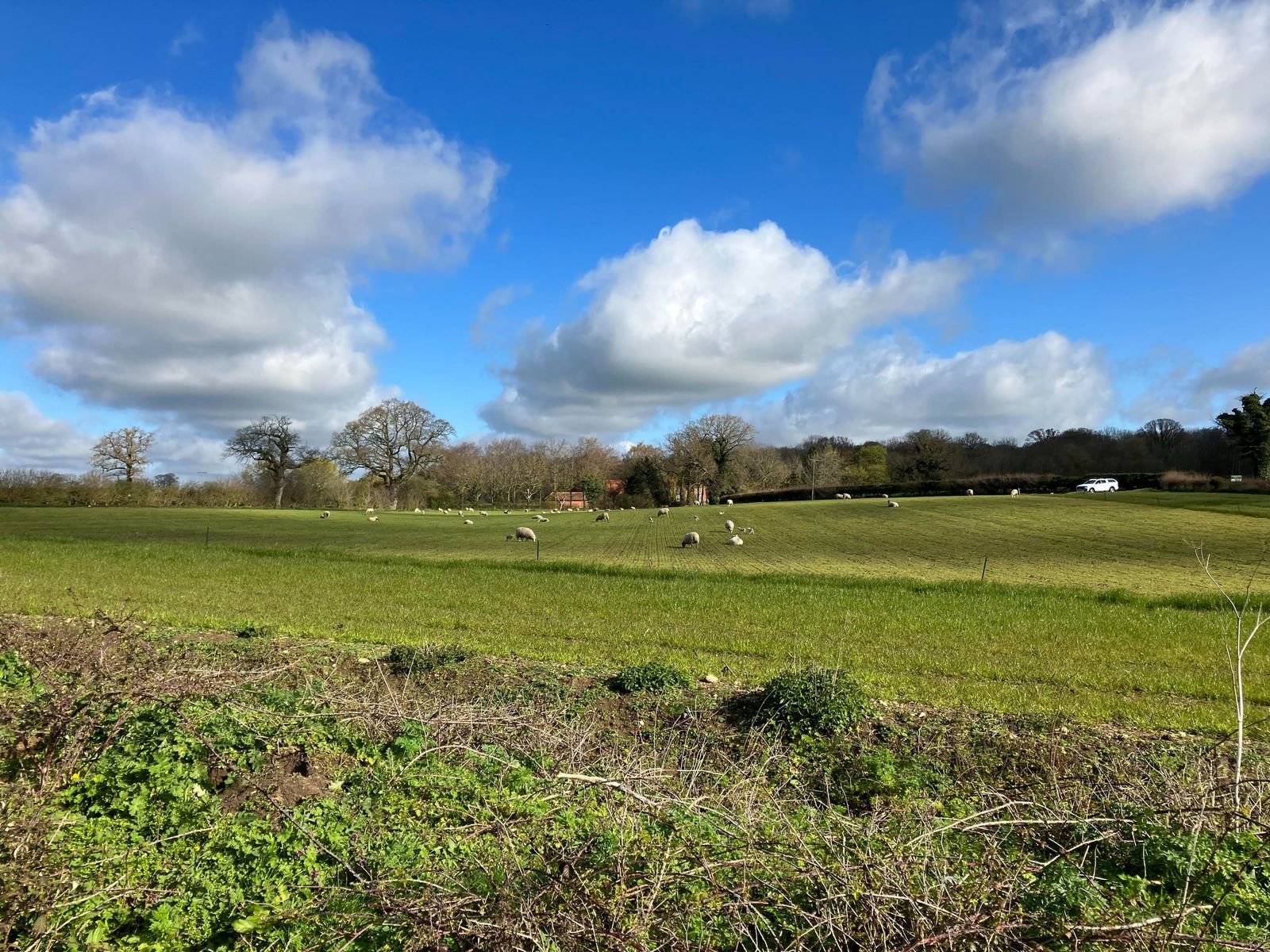 countryside field with sheep in the foreground